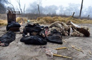 Pieles y restos de animales arrojados en una cunetaRODOLFO VALTIERRA R